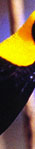 Regent Bowerbird